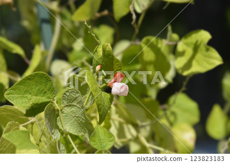 Scarlet runner bean 123823183