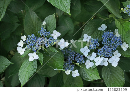 繡球 繡球 123823399