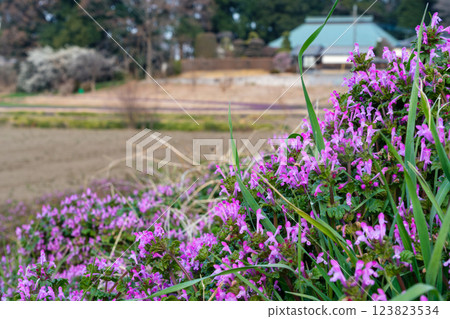 Buddha's seat and fields 123823534