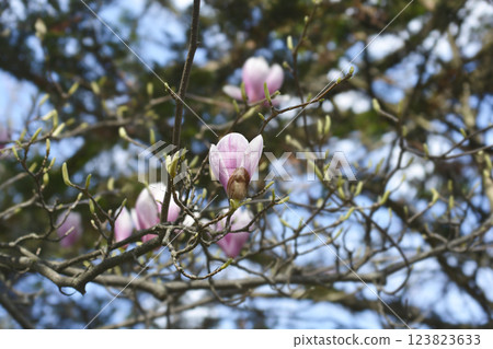 Magnolia tree 123823633