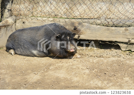 Pot-bellied pig 123823638