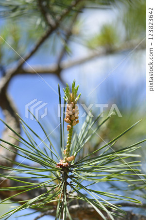 Black pine Black pine 123823642