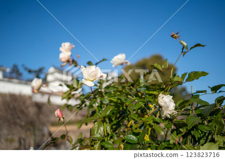 White roses and blue sky White roses and blue sky 123823716