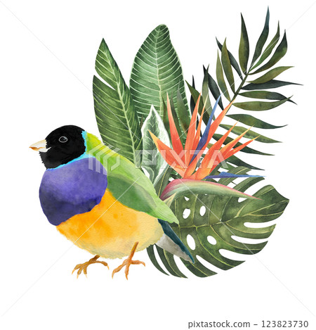Watercolor Bird Gouldian Finch with leaves and strelitzia flower Hand Drawn illustration isolated on white background. tropical image for book. web, stickers, etc 123823730