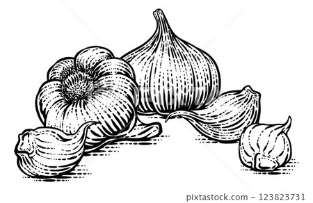 Garlic Vegetable Vintage Woodcut Illustration Garlic Vegetable Vintage Woodcut Illustration 123823731