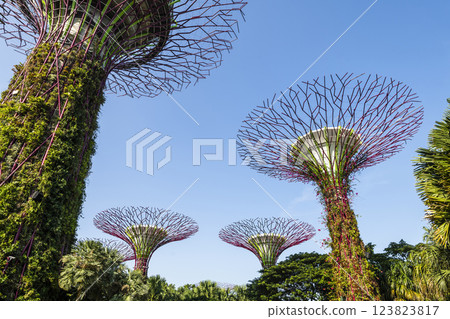 Low-angle view of the Supertree Grove at Gardens by the Bay in Singapore, there is an exhilarating light and musical show at night. 123823817