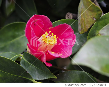 山茶花在雨中濕潤 123823891