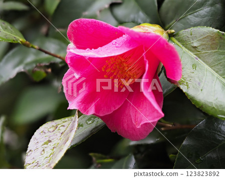 Camellia flowers wet in the rain 123823892
