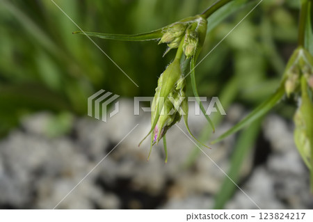 Sticky catchfly Sticky catchfly 123824217