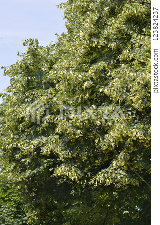Small-leaved lime Small-leaved lime 123824237