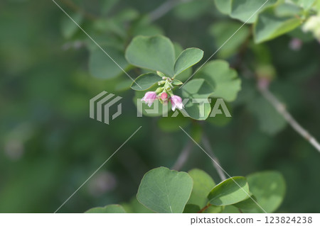 Common Snowberry Common Snowberry 123824238