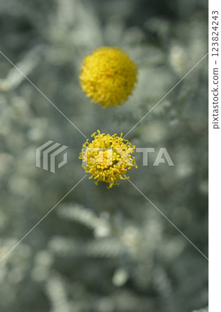 Cypress lavender cotton Cypress lavender cotton 123824243