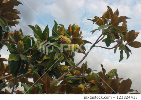 Magnificent view of magnolia tree with developing flowers against clear sky in Albania during late spring afternoon Magnificent view of magnolia tree with developing flowers against clear sky in Albania during late spring afternoon 123824415