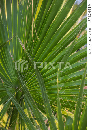 Vibrant green palm leaves create a lush background in a natural setting in Albania during a sunny day Vibrant green palm leaves create a lush background in a natural setting in Albania during a sunny day 123824419