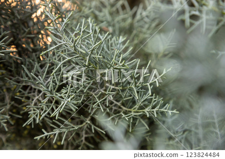 Close-up view of intricate silver foliage in Bucharest, Romania during late afternoon sunlight showcasing nature's fine details Close-up view of intricate silver foliage in Bucharest, Romania during late afternoon sunlight showcasing nature's fine details 123824484