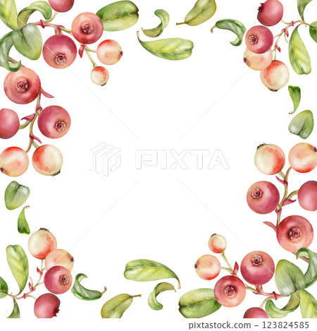 Lingonberry cranberry on branch, green leaves, ripe swamp berry wintergreen bearberry teaberry cluster group, hand drawn in watercolor. Isolated border corner square frame. Farmers market, cafe menu 123824585