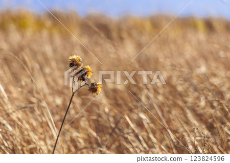 冬季的平尾台（北九州市小倉南區） 123824596