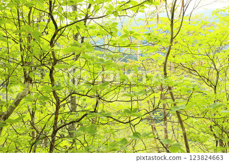Fresh green of a miscellaneous tree 123824663