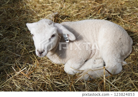 Sheep's baby 123824853