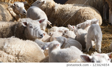 Parent and child sheep 123824854