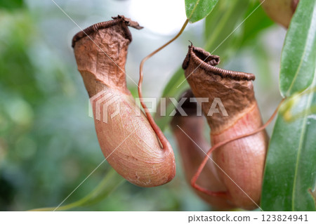 Pitcher plant Nepenthes ventricosa ウツボカズラ Pitcher plant Nepenthes ventricosa ウツボカズラ 123824941