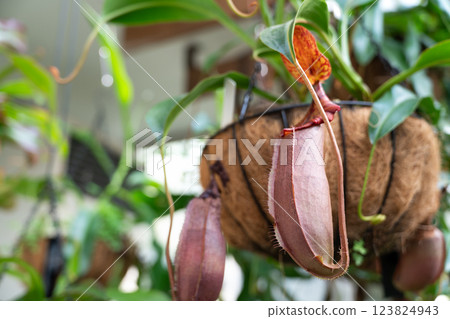 豬籠草 植物 Pitcher plant Nepenthes ventricosa ウツボカズラ 123824943