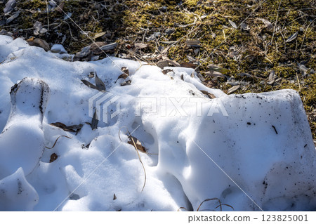 Snow, snow scenery, snowfall, winter material [Kanagawa Prefecture] 123825001