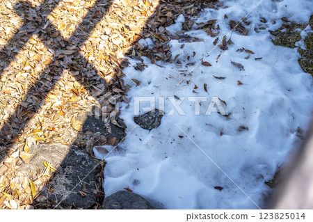 Snow, snow scenery, snowfall, winter material [Kanagawa Prefecture] 123825014