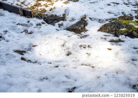 Snow, snow scenery, snowfall, winter material [Kanagawa Prefecture] 123825019
