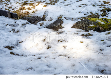 雪，雪景，降雪，冬季素材[神奈川縣] 123825021