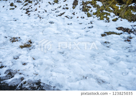 Snow, snow scenery, snowfall, winter material [Kanagawa Prefecture] 123825035