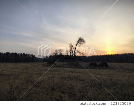 Old tree in the center of the field. sunset at the farm. Sunset in the forest. 123825059