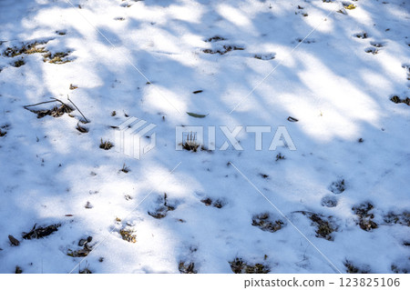 Snow, snow scenery, snowfall, winter material [Kanagawa Prefecture] 123825106