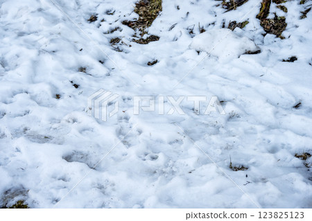 雪，雪景，降雪，冬季素材[神奈川縣] 123825123