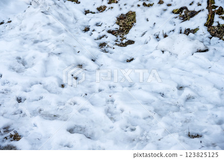 Snow, snow scenery, snowfall, winter material [Kanagawa Prefecture] 123825125