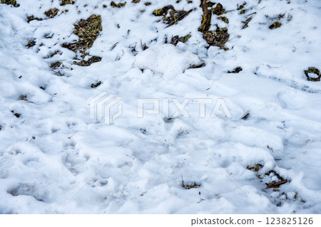 Snow, snow scenery, snowfall, winter material [Kanagawa Prefecture] 123825126