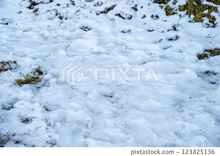 Snow, snow scenery, snowfall, winter material [Kanagawa Prefecture] 123825136