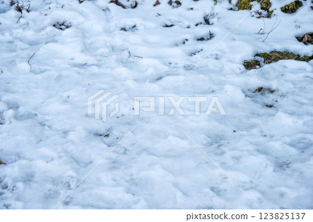 雪，雪景，降雪，冬季素材[神奈川縣] 123825137