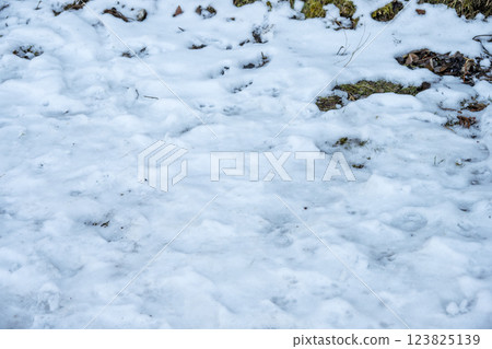 Snow, snow scenery, snowfall, winter material [Kanagawa Prefecture] 123825139