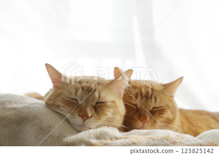 Daily scenery of cat parent and child 123825142