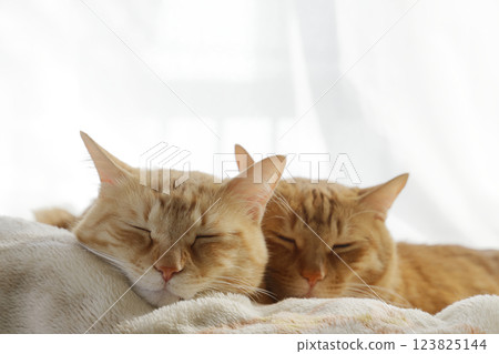 Daily scenery of cat parent and child 123825144