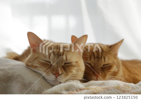 Daily scenery of cat parent and child Daily scenery of cat parent and child 123825150