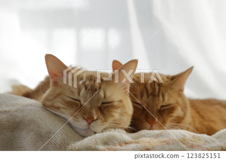 Daily scenery of cat parent and child Daily scenery of cat parent and child 123825151