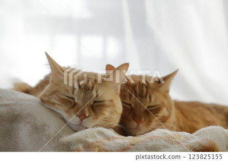 Daily scenery of cat parent and child 123825155