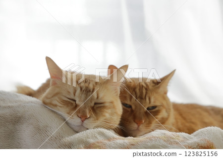 Daily scenery of cat parent and child 123825156
