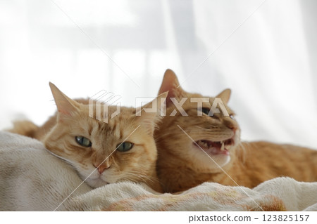 Daily scenery of cat parent and child Daily scenery of cat parent and child 123825157