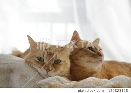 Daily scenery of cat parent and child Daily scenery of cat parent and child 123825158