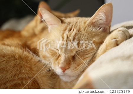 Daily scenery of cat parent and child 123825179