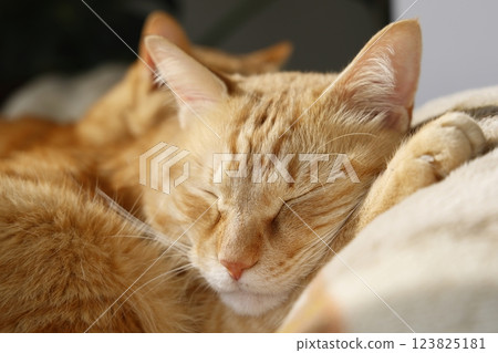 貓親子日常風景 貓親子日常風景 123825181