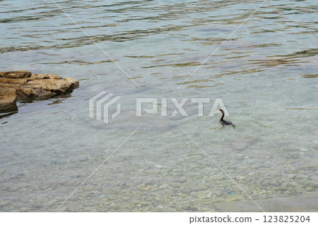 European shag European shag 123825204